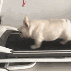 再不|搞笑GIF: 我再不减肥,主人就该拿我下菜了