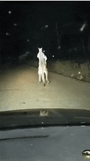 老师|搞笑GIF: 老师你这么骚的走姿你学生知道吗?