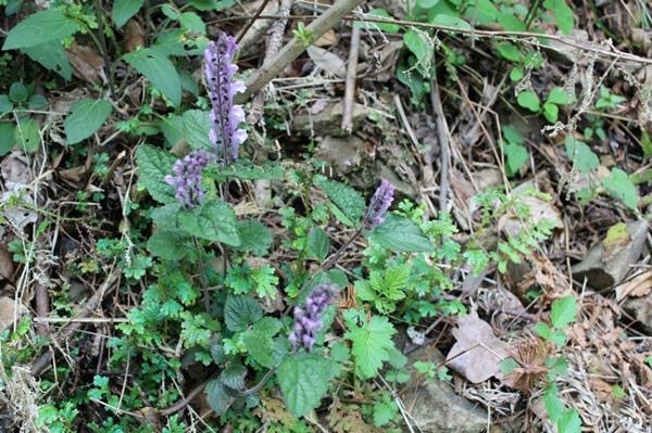 农村平淡无奇的草,曾救过韩信的命,被称为"药王千金" - 看看头条_中华