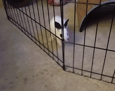 妹子|搞笑GIF图:当妹子突然听到要拍照的时候!