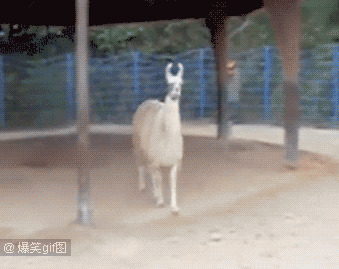 不要|感受下教科书一般的傲娇!