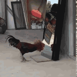 公鸡|搞笑GIF:每个男人都有爱心的