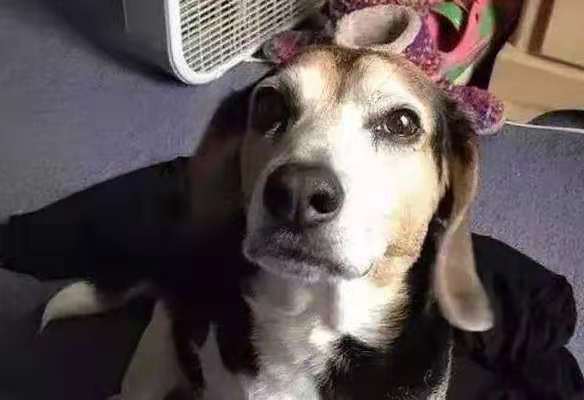 小王|原创 开心一刻笑话:小王给岳父买了一把电动剃须刀,可是一直没被用过