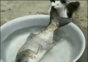 白日做梦|搞笑gif：想吃我，白日做梦...