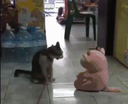 妹子|搞笑GIF：别撒娇，现在就给你买，快点起来！