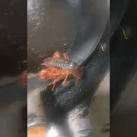 姑娘|搞笑GIF动图：姑娘，你这脚的味道真让人受不了