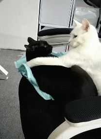 妹子|搞笑GIF:她发短信给他:“我要结婚了,但只要你有半