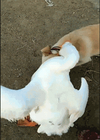 惊险|好惊险，总算逃出来了