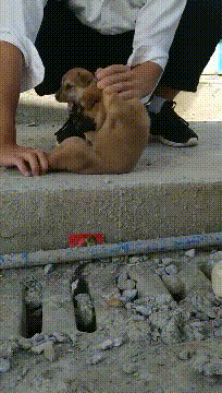 妹子|搞笑GIF:大哥你这是喜当爹啊