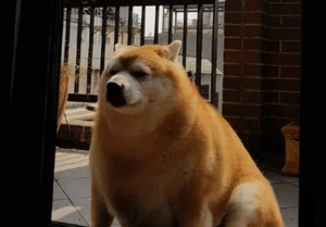 低调|驴:主人,咱这又不是第一次进城了,能低调点吗!