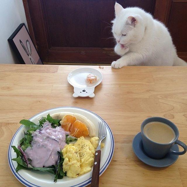 是在|一只喜欢凡是都先吃一口的喵 猫:我不是先吃,我是在帮你验毒