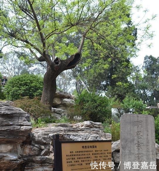 煤山上那棵为崇祯背锅的歪脖子树如今怎么样了