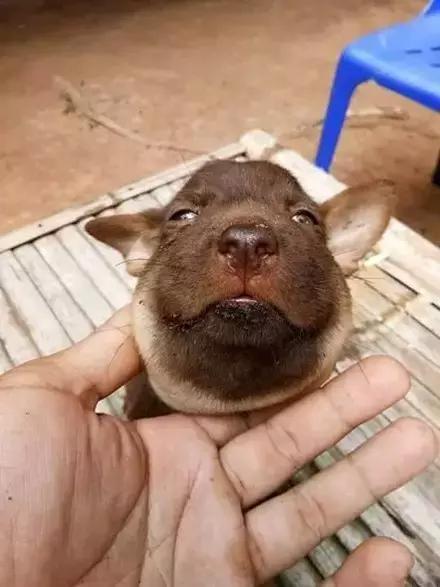 比格|养黑猫的猫奴，脚垫千万不要用黑色的，不然一不小心就会出猫命啊