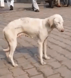 士奇|搞笑GIF:兄弟,你不去当演员真是太可惜了