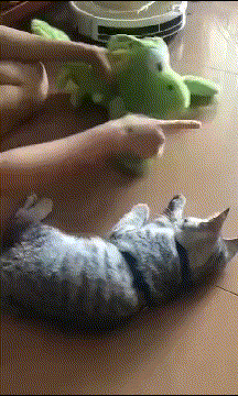 脑壳|搞笑GIF:儿子跟我借十块钱,说保证以后会还我的!&lt;