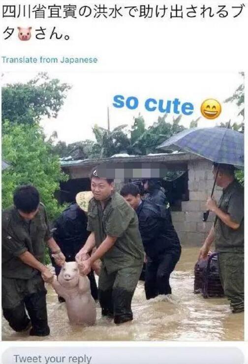 师兄|那只从台风中救出来的猪，被恶搞成表情包了