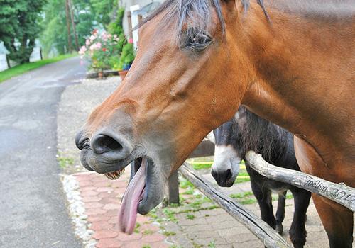 动物|搞笑动物摄影合集（七）