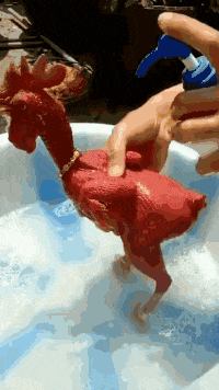 火鸡|搞笑gif: 这是戴的假发吗！