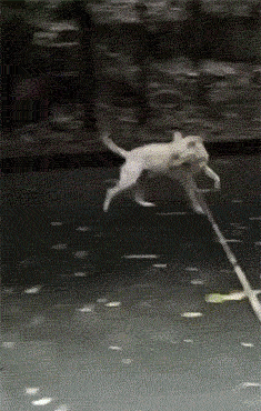 235_370gif 动态图 动图