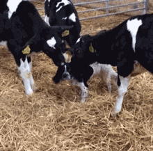 妹子|搞笑GIF:姑娘,你这辫子有同款的吗