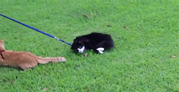 考试|搞笑gif趣图：这正开车呢？你能不能老老实实啊！