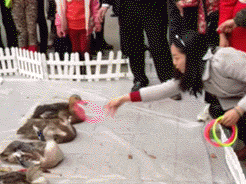 鸭子|搞笑gif:这是一只被老板训练过的鸭子,你就是套不中...