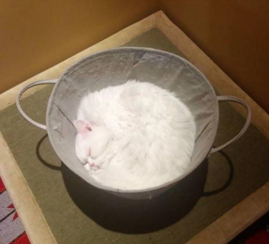 可爱|搞笑:原来青蛙也会沉思，这只蜥蜴正在休息，那是我的猫食吗？