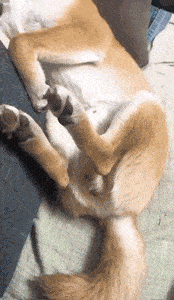 转圈圈|搞笑GIF动图：爱的魔力转圈圈，一圈又一圈