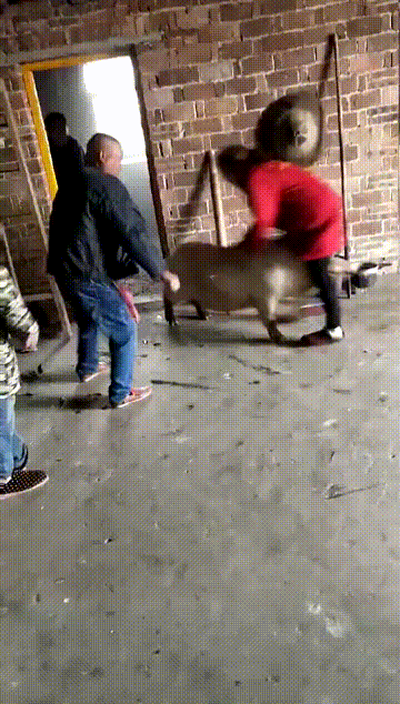 作业|搞笑GIF趣图:说句大实话,没有损友的男生宿舍,是不完整的生活!