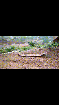 运势|搞笑gif趣图：我先去探探路，没有危险你在上