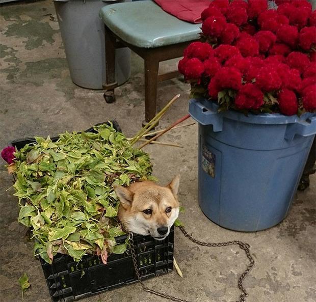 花园|要搬杂草去倒掉却抬不起来,低头一看差点笑死,当大爷柴超可爱!