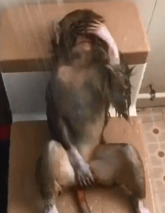 哥们|这位哥们的弹跳力真是惊人,可以轻松的跳跃这么高