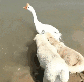 大爷|搞笑GIF：大爷，你们高手之间的对决，谁才是天下第一