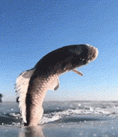 鞋子|搞笑GIF:穿个鞋子而已,你要不要这么牛