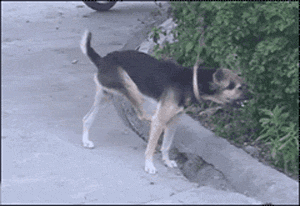 哥们|搞笑GIF趣图:皮皮豹我们走,去找一个男朋友