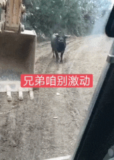挖掘机|搞笑Gif动图：牛魔王大战挖掘机