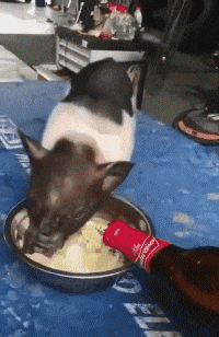 侄子|幽默笑话：娶了个双胞胎的媳妇，发愁分不清楚，直到有一天…