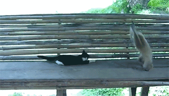 假发|爆笑GIF图：熊孩子，又拿妈妈的假发玩了