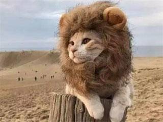 吾乃狮子王辛巴