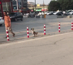 海草|GIF趣图: 发现一颗美丽的海草有人要没, 没有的话, 我就抱走了啊