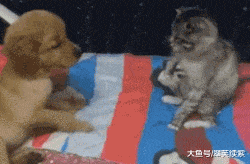 套路|搞笑GIF：新郎，赶紧对着我们笑一个