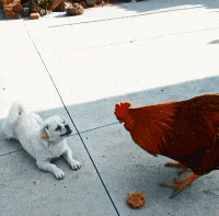 衣裳|爆笑GIF: 来炫一炫我的新鞋新衣裳