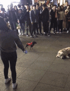 虚胖|搞笑GIF：这质量也太差了吧