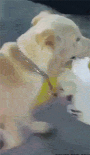 厉害|搞笑GIF:主人遛大狗,大狗遛小狗