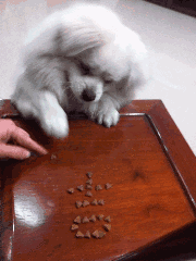 时候|搞笑GIF趣图:小伙子,以你的体格来说,真的不适合玩滑板!