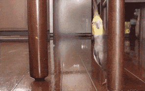 长袖|爆笑GIF: 当一个女孩子很长时间没有男朋友时