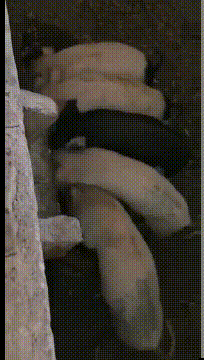 老婆|搞笑gif趣图：大哥，你要是真有钱，这车就不要了吧