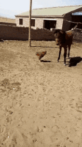 公鸡|搞笑GIF:每个男人都有爱心的