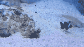 孩子|搞笑gif趣图:媳妇你就是这样带孩子的,看把孩子馋的!