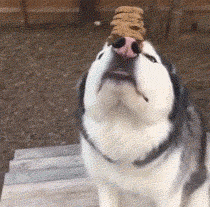 最好|搞笑GIF：你最好赶紧放我出去，不然我怕我疯起来就要咬人